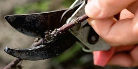 Karakteristike rezidbe voćaka i grmlja